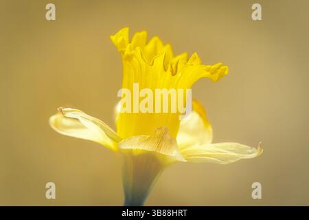 Einzelne Narzissen-Blüte auf gelbem Hintergrund Stockfoto