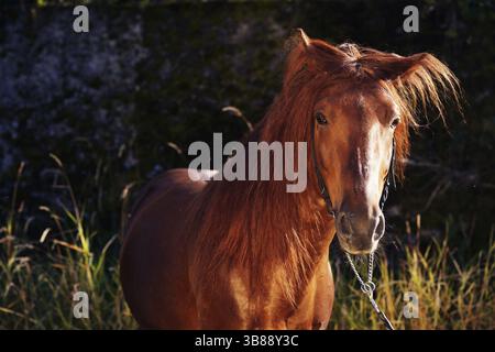 Porträt eines Kastanienhengstes mit langer Mähne und lustigem Haarschnitt Stockfoto