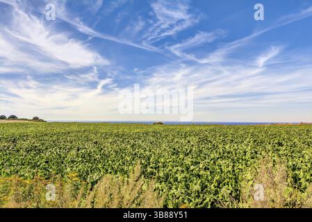 Landwirtschaftliche Fläche im Sommer mit blauem Himmel und weißen Wolken in Deutschland Stockfoto