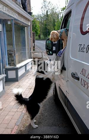 Border Collie Hund, der sich mit Hund anfreundet in weiß van England, Großbritannien, Großbritannien Stockfoto
