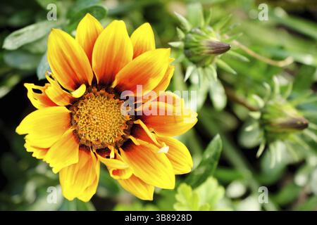Gazania Blume oder afrikanische Gänseblümchen in einem Garten Stockfoto