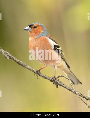 Der Eurasische Buchinch, auch Buchinch oder einfach der Buchinch (Fringilla coelebs), ist ein weit verbreiteter kleiner Passerinvogel im finch Stockfoto