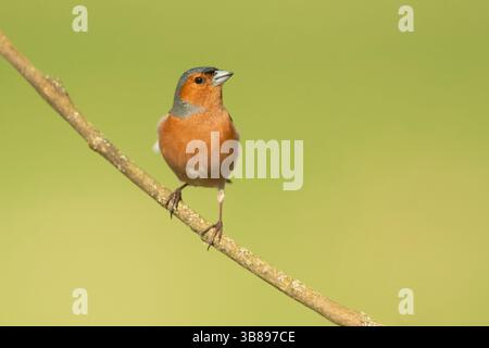 Der Eurasische Buchinch, auch Buchinch oder einfach der Buchinch (Fringilla coelebs), ist ein weit verbreiteter kleiner Passerinvogel im finch Stockfoto