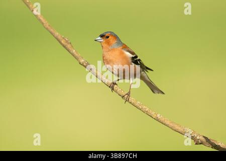 Der Eurasische Buchinch, auch Buchinch oder einfach der Buchinch (Fringilla coelebs), ist ein weit verbreiteter kleiner Passerinvogel im finch Stockfoto