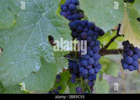 Rotweintrauben, die in der Region Vinho Verde, Portugal, Reifen Stockfoto