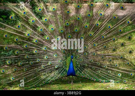 Farbenfroher Pfau mit offenem Schwanz in Einem öffentlichen Garten in Valladolid Spanien an Einem sonnigen Tag Stockfoto