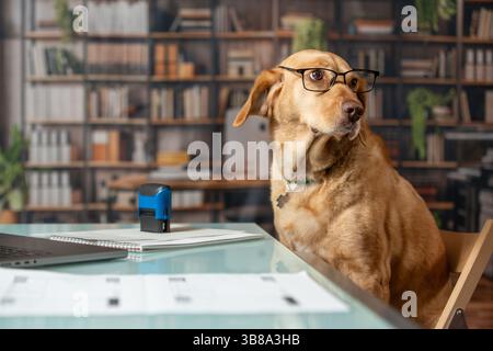 Labrador-Hund mit Brille am Tisch mit einer Vereinbarung und einem Stempel drauf. Lustige Vorstellung von Geschäfts- und Rechtsfällen. Stockfoto