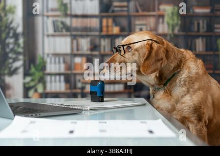Labrador-Hund mit Brille am Tisch mit einer Vereinbarung und einem Stempel drauf. Lustige Vorstellung von Geschäfts- und Rechtsfällen. Stockfoto