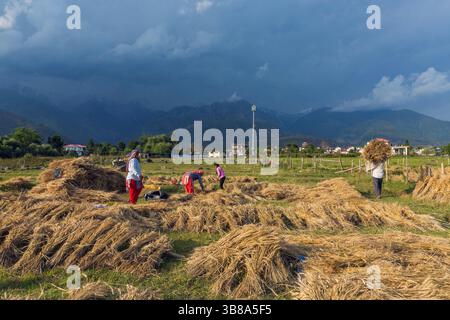 14. Mai 2021, Mandi, Himachal Pradesh, Indien: Ein Bauer, der einen Sack mit Weizenernte für die Verdrängung trägt, als sich Regenwolken im Hintergrund auf der Dhauladhar Range in der Nähe von Palampur ansammelten. (Bild: © Shailesh Bhatnagar/ZUMA Press Wire) Stockfoto
