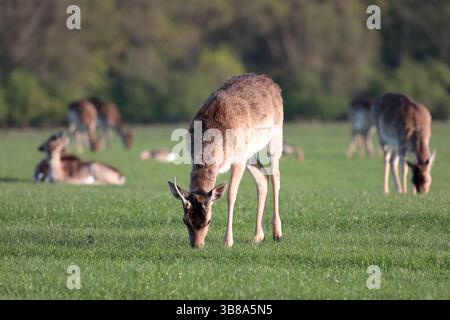 Ein junger Damhirsch (Dama dama) mit gebrochenem Geweih weidet auf Gras, der Rest der Herde im Hintergrund Stockfoto