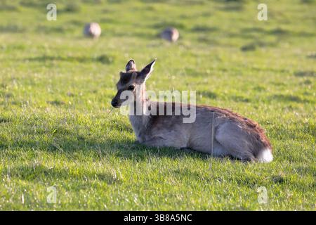 Ein junger Rotwild (cervus elpahus) sitzt auf Gras nach links Stockfoto