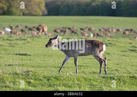 Ein junger Rotwild (cervus elpahus), der von rechts nach links auf Gras läuft, mit dem Rest der Herde im Hintergrund Stockfoto