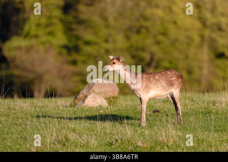 Ein junges Damhirsch (Dama dama), das auf Gras steht, mit Felsen und Gräsern im Hintergrund Stockfoto