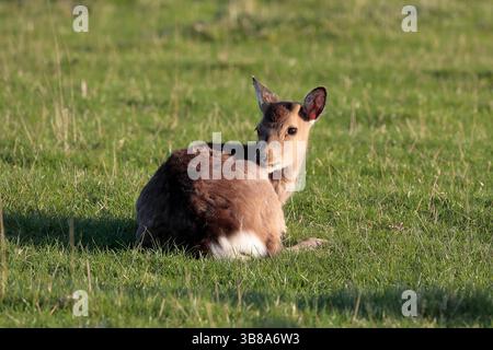 Ein junger Rotwild (cervus elpahus), der auf Gras sitzt und auf die Kamera blickt Stockfoto