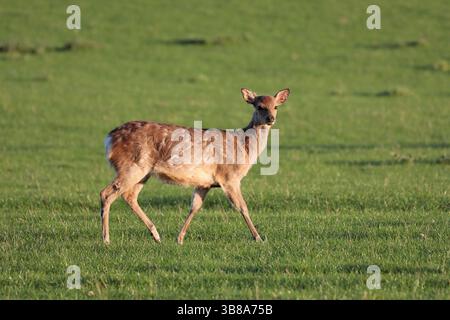 Ein junges Damhirsch (Dama dama), das auf Gras läuft Stockfoto