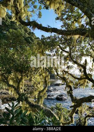 Pohutukawa-Baum bedeckt mit Moos in der Bay of Islands, Neuseeland Stockfoto