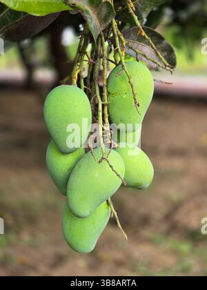 Nahaufnahme von jungen grünen Mangos, die ihre glatte Haut und Textur zeigen Stockfoto