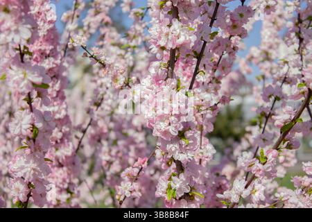Sakura Blumen in rosa Farbe vor sonnigem Hintergrund. Schöner Natur Frühling Hintergrund mit Zweigen der blühenden Sakura. Sakura Blütezeit. Stockfoto
