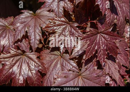 Close-up-Karmesin-Blätter-Textur des Royal Red Norway Maple Tree. Roter, schöner sonniger Herbsttag mit Sonnenstrahlen, die in der Herbstsaison scheinen. Norwegen Stockfoto