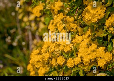 Frühlingsblumen auf natürlichem Hintergrund Stockfoto
