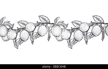 Nahtloser horizontaler Rand des Zitronenzweigs in schwarzer Tinte. Früchte und Blätter. Handgezeichnete Vektorgrafik. Für Lebensmittel- und Kosmetiketiketten, Marmelade, Limonade, Stock Vektor