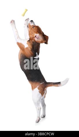 Niedlicher Beagle, der springt, um knochenförmiges Hundegeschenk auf weißem Hintergrund zu fangen Stockfoto