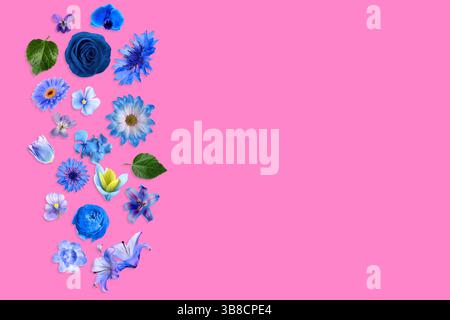 Schöne Blumen in blauen Tönen, die auf rosa Hintergrund fallen Stockfoto