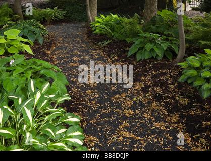 Schotterweg mit gefallenen Blättern durch den schattigen Garten mit Hosta - Plaintain Lily Pflanzen in Grenzen im Garten Schatten im Sommer. Stockfoto