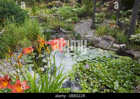 Orange Hemerocallis - Taglilien neben Teich mit Mauve Eichornia Crassipes - Wasserhyazinthe und Nymphaea - Wasserlilien im Garten im Garten im Sommer. Stockfoto