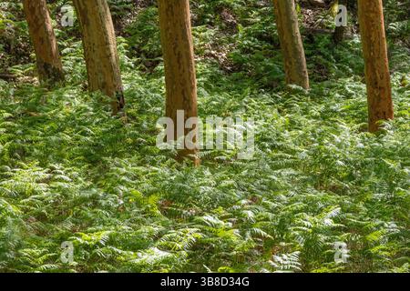 Leuchtend grüne Farne bedecken den Waldboden unter den hoch aufragenden Bäumen von tapada nacional de mafra und schaffen so eine ruhige natürliche Szene Stockfoto