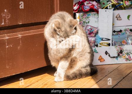 Ingwerkatze, die am sonnigen Tag auf dem Boden eines kleinen Souvenirgeschäfts sitzt, an der hölzernen Eingangstür Stockfoto