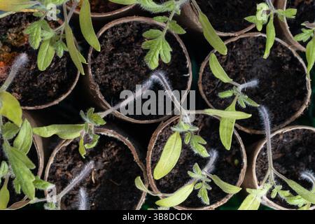 Tomatensämlinge in recycelten Papiertöpfen Stockfoto