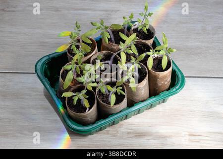 ECO Tomatensämlinge in Papiertöpfen mit Regenbogenlicht Stockfoto