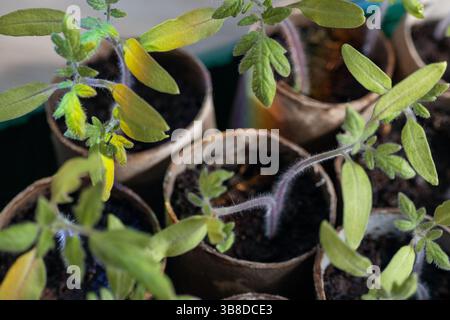 Nahaufnahme von Tomatensämlingen in recycelten Papiertöpfen Stockfoto