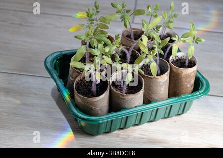 Tomatensämlinge in DIY-Papiertöpfen und Rainbow Light Stockfoto