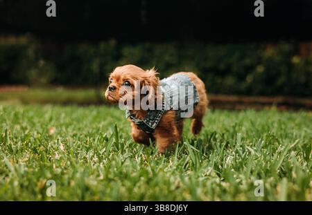 Porträt des Kavaliers König Charles Spaniel, der durch das Gras geht Stockfoto