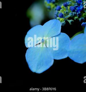 Diese sehr vereinfachende Blume ist eine bigleaf-Hortensie. Es stammt ursprünglich aus Japan, aber ich habe es im Muttart Conservatory in Edmonton, Alberta, gesehen. Stockfoto