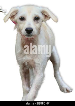 Der schmutzige weiße Terrier-Mix ist wachsam mit einer erhobenen Pfote und breiten braunen Augen, die mitten in der Hand an der Leine mit weichem Hintergrund erfasst werden und neugierig sind Stockfoto
