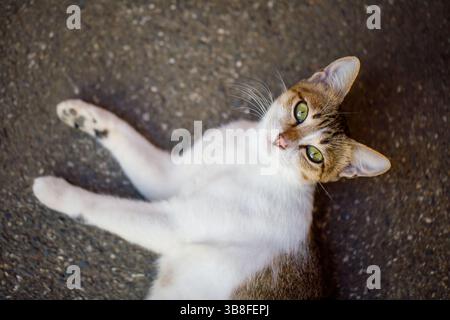 Dreifarbige Katze auf Gehsteig Stockfoto