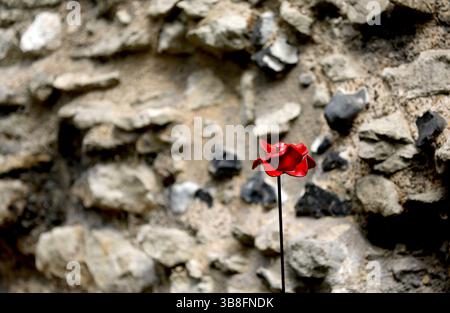 London, Großbritannien. Mai 2025. Dieses Foto, das am 7. Mai 2025 aufgenommen wurde, zeigt einen Keramikmohn im Tower of London in London. Vom 6. Mai bis zum 11. November wird im Tower of London eine Installation von fast 30.000 Keramikmohn ausgestellt, die an den 80. Jahrestag des Endes des Zweiten Weltkriegs erinnert. Quelle: Li Ying/Xinhua/Alamy Live News Stockfoto