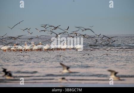 Die Herde amerikanischer weißer Pelikane mit der Herde fliegender schwarzer Skimmer während des Sonnenuntergangs, Galveston Island, Texas, USA Stockfoto