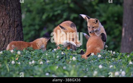 Papa Fuchs spielt mit seinen Babys im Wald mit grünem Hintergrund, Kanada Stockfoto