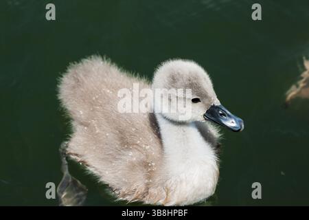 Makroporträt eines kleinen Babyschwans auf dem See. Unreife Vögel tragen graues oder braunes Gefieder. Schwan Young genannt Cygnets, so süß und flauschig. Stockfoto