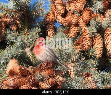 Ein Hausfinke, eingebettet in eine Kiefer. Stockfoto