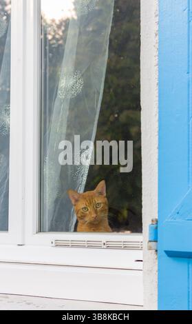 Rote Katze, die durch schmutziges Fenster schaut. Traurige Katze am Fenster zu Hause. Niedliches Haustierkonzept. Hauskatze, die auf die Straße schaut. Lustiges Kätzchen, das in die Kamera schaut. Stockfoto