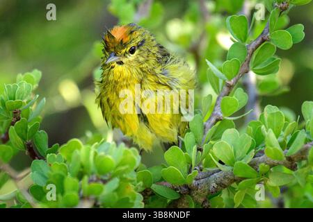 Mexiko, Baja California, Vermivora celata, Orangenkronenwarbler Stockfoto