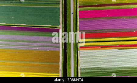 Endlose Reihen farbenfroher Tulpen erstrecken sich über die Felder in den Niederlanden und zeigen während der Frühlingssaison eine atemberaubende Vielfalt an Farben. Stockfoto
