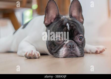 Niedliche schwarz-weiße kurzhaarige französische Bulldogge, die auf dem Holzboden im Wohnzimmer liegt oder schläft. Nahaufnahme, selektiver Fokus. Stockfoto