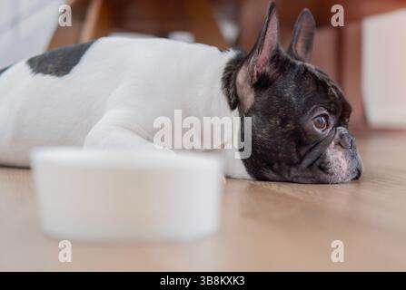 Seitenansicht eines französischen Bulldogge-Hundes, der auf dem Boden lag und traurig aussah und nach draußen schaute, sich gelangweilt fühlte und sich weigerte zu essen. Stockfoto