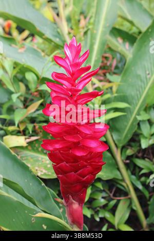 Nahaufnahme einer wunderschönen Alpinia Purpurata oder einer roten Ingwerblüte im Garten Stockfoto